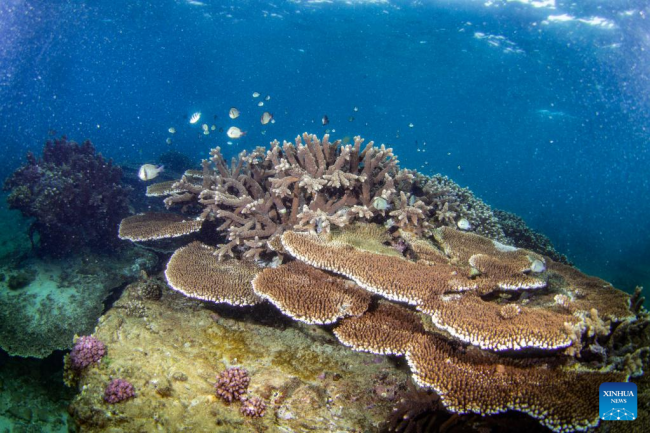 Η φωτογραφία που τραβήχτηκε στις 8 Ιουνίου 2022 δείχνει κοράλλια στα νερά του νησιού Φεντζιετζόου της επαρχίας Χαϊνάν, στη νότια Κίνα. 