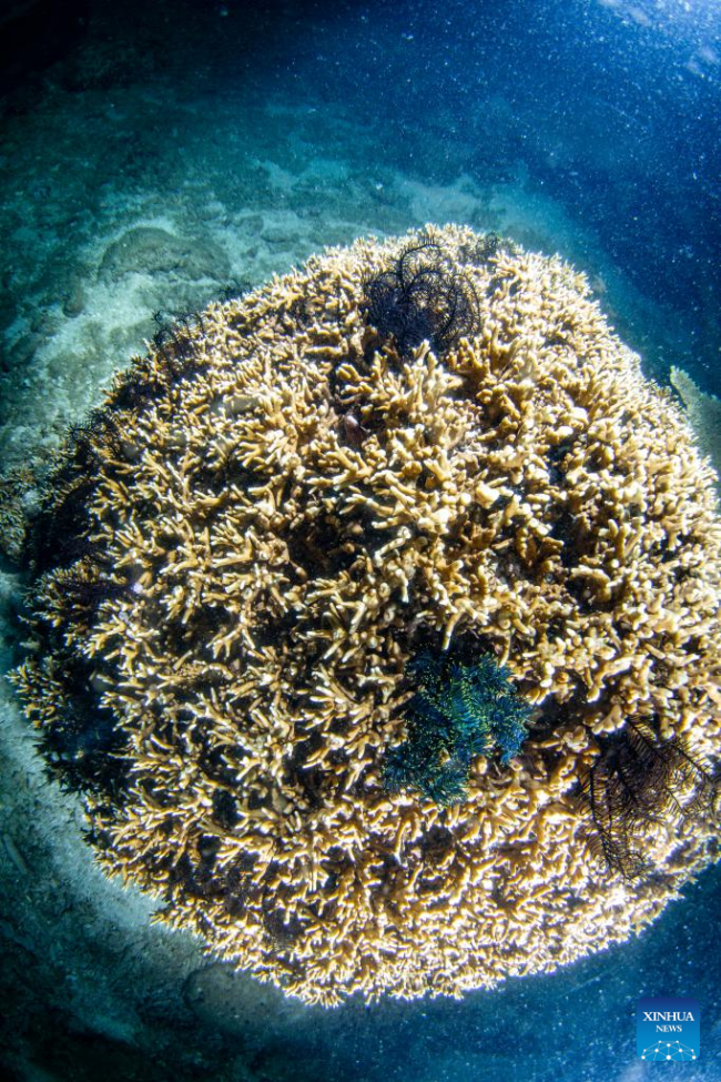 Η φωτογραφία που τραβήχτηκε στις 8 Ιουνίου 2022 δείχνει κοράλλια στα νερά του νησιού Φεντζιετζόου της επαρχίας Χαϊνάν, στη νότια Κίνα. 