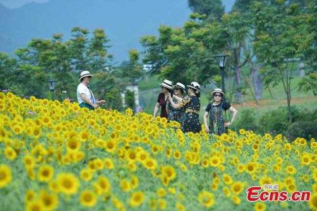 Άνθρωποι ποζάρουν για φωτογραφίες σε ένα ανθισμένο χωράφι με ηλιοτρόπια στο Χανγκτζόου, στην επαρχία Τζετζιάνγκ της ανατολικής Κίνας, 15 Ιουνίου 2022. (Φωτογραφία: China News Service)