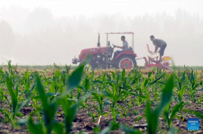 Οι αγρότες εργάζονται σε ένα χωράφι με καλαμπόκι στο χωριό Χοουμαοτζουάνγκ της Ζουνχουά στην επαρχία Χεμπέι της βόρειας Κίνας, 21 Ιουνίου 2022. (Φωτογραφία: Liu Mancang/Xinhua) 