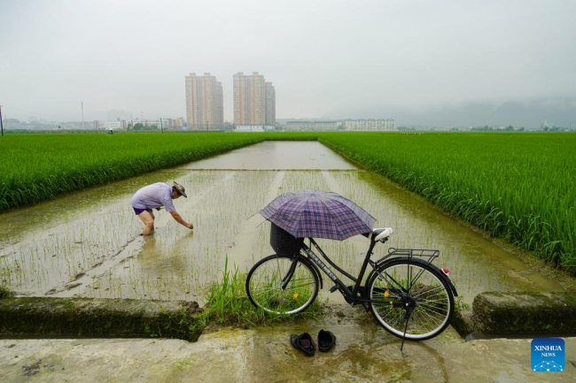 Ένας αγρότης εργάζεται σε έναν ορυζώνα στην πόλη Τενγκτσιάο του Γουεντζόου, στην επαρχία Τζετζιάνγκ της ανατολικής Κίνας, 21 Ιουνίου 2022. (Φωτογραφία Su Qiaojiang/Xinhua) 