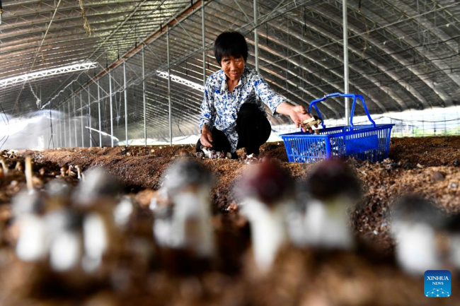 Χωρική μαζεύει εδώδιμα μανιτάρια σε ένα θερμοκήπιο στο χωριό Χονγκνίγια στην κομητεία Γουλιέν του Ριτζάο, στην επαρχία Σαντόνγκ της ανατολικής Κίνας, 17 Ιουνίου 2022. 