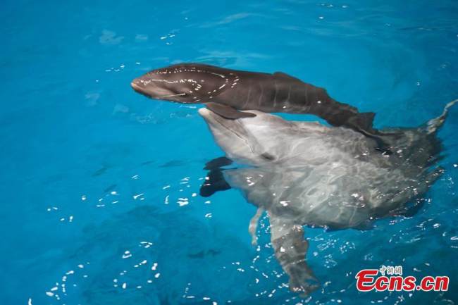 Ένα υβριδικό μωρό φάλαινας-δελφινιού κολυμπά με τη μαμά του στο Haichang Ocean Park στην πόλη Τιεντζίν, 14 Ιουλίου 2022. (Η φωτογραφία παρέχεται στην υπηρεσία China News Service)