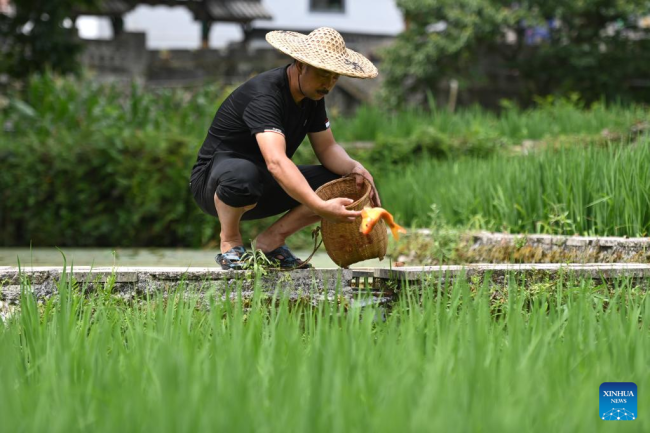 Στις 19 Ιουλίου, αγρότης απελευθερώνει ένα ψάρι σε μια προστατευόμενη περιοχή συγκαλλιέργειας ρυζιού-ψαριού στην επαρχία Τσινγκτιέν, στην επαρχία Τζετζιάνγκ της ανατολικής Κίνας.