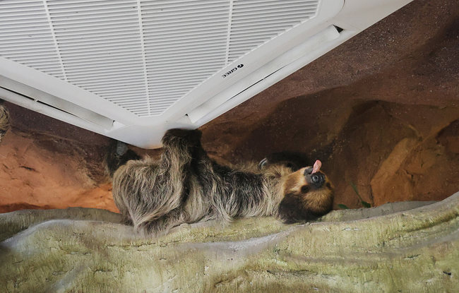 Animais passam o inverno em ambiente aconchegante no parque de safári em Jiangsu
