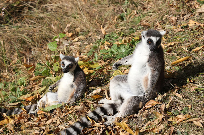 Animais passam o inverno em ambiente aconchegante no parque de safári em Jiangsu