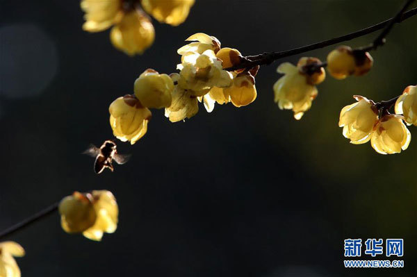 Chimonanthus praecox colorează iarna