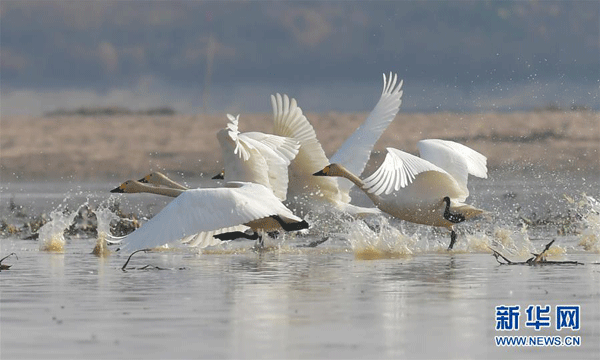 Lebedele migrează pe un râu din provincia Jiangxi