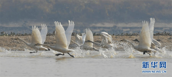 Lebedele migrează pe un râu din provincia Jiangxi