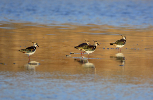 Păsări pe lacul Huangtai
