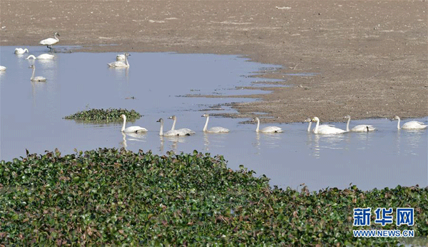 Lebedele migrează pe un râu din provincia Jiangxi