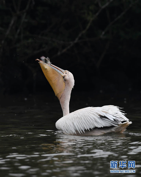 Stol de pelicani albi, o apariție surpriză în Haikou