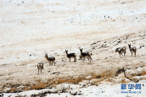 Iarna, la gurile Fluviului Galben