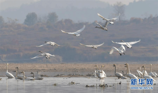 Lebedele migrează pe un râu din provincia Jiangxi Lebedele migrează pe un râu din provincia Jiangxi