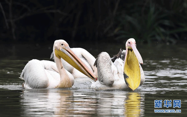 Stol de pelicani albi, o apariție surpriză în Haikou