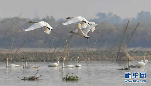Lebedele migrează pe un râu din provincia Jiangxi