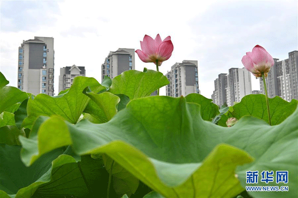 Fuzhou, sezonul florilor de lotus