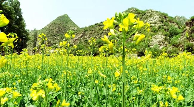 Dezvoltarea turismului cu agricultură organică din Lingqiu