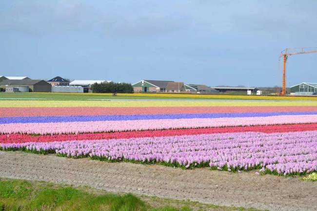 Chongming dezvoltă turismul profilat pe flori