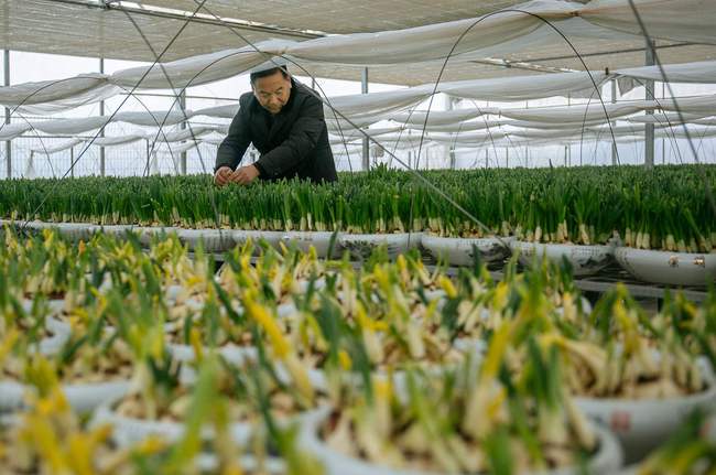 Chongming dezvoltă turismul profilat pe flori