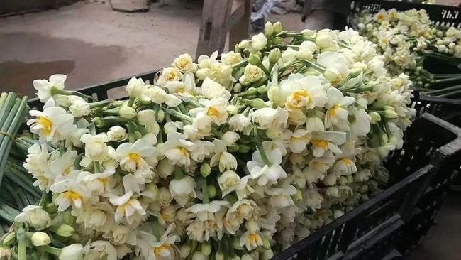 Chongming dezvoltă turismul profilat pe flori