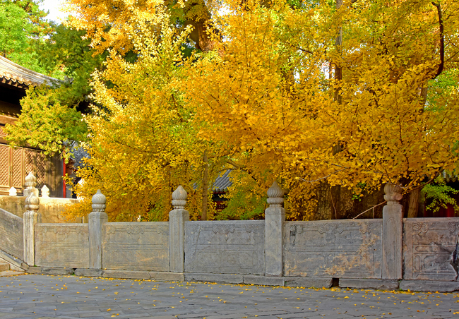 Arborele pagodelor de la Templul Dajue, în nuanțe aurii