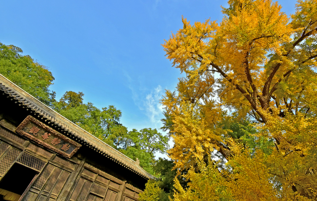 Arborele pagodelor de la Templul Dajue, în nuanțe aurii
