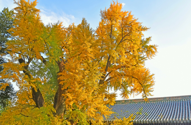 Arborele pagodelor de la Templul Dajue, în nuanțe aurii