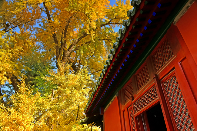 Arborele pagodelor de la Templul Dajue, în nuanțe aurii Arborele pagodelor de la Templul Dajue, în nuanțe aurii