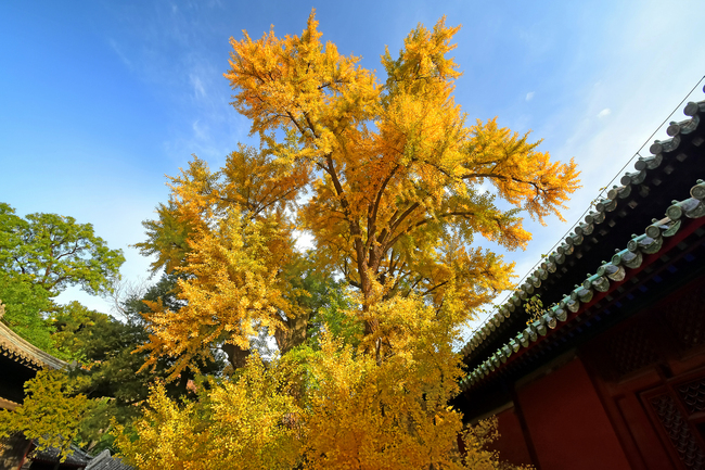 Arborele pagodelor de la Templul Dajue, în nuanțe aurii