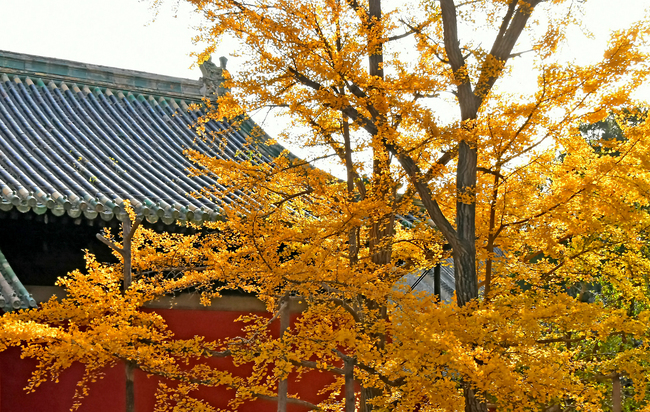 Arborele pagodelor de la Templul Dajue, în nuanțe aurii