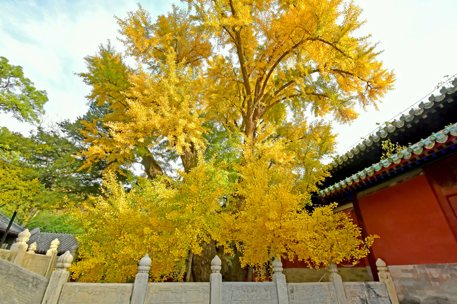 Arborele pagodelor de la Templul Dajue, în nuanțe aurii