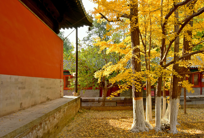 Arborele pagodelor de la Templul Dajue, în nuanțe aurii