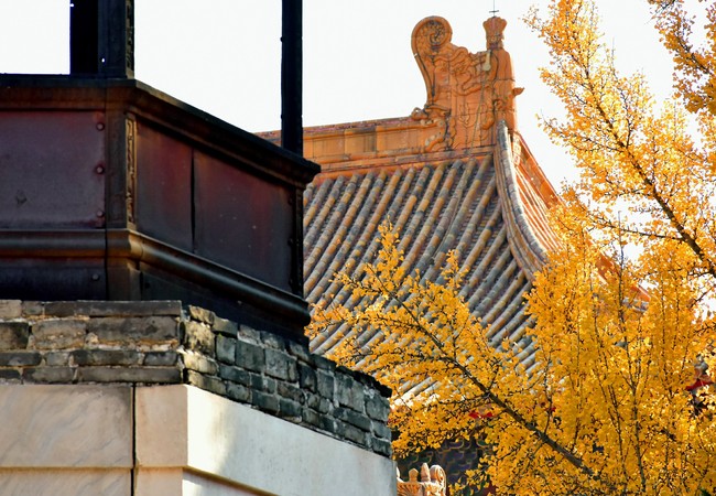 Arborele pagodelor din Orașul Interzis