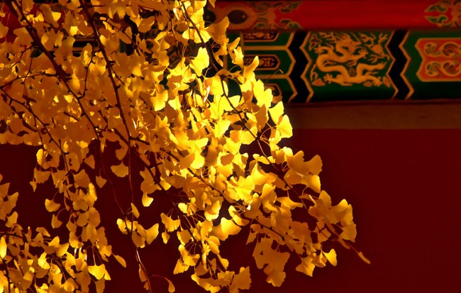 Arborele pagodelor din Orașul Interzis