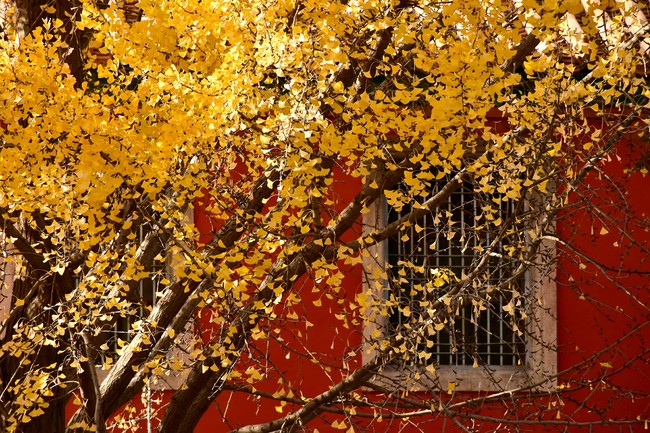 Arborele pagodelor din Orașul Interzis