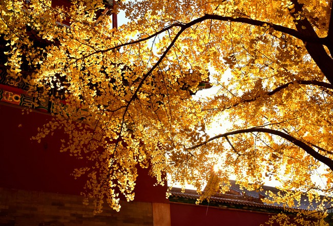 Arborele pagodelor din Orașul Interzis