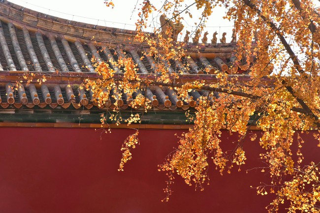 Arborele pagodelor din Orașul Interzis