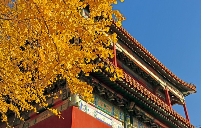 Arborele pagodelor din Orașul Interzis