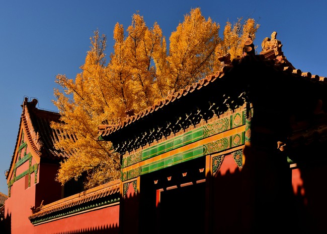 Arborele pagodelor din Orașul Interzis