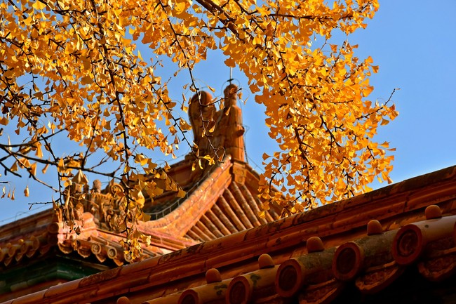 Arborele pagodelor din Orașul Interzis