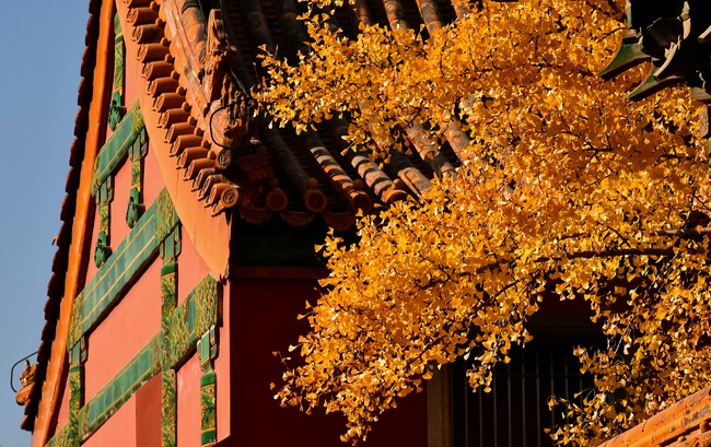 Arborele pagodelor din Orașul Interzis