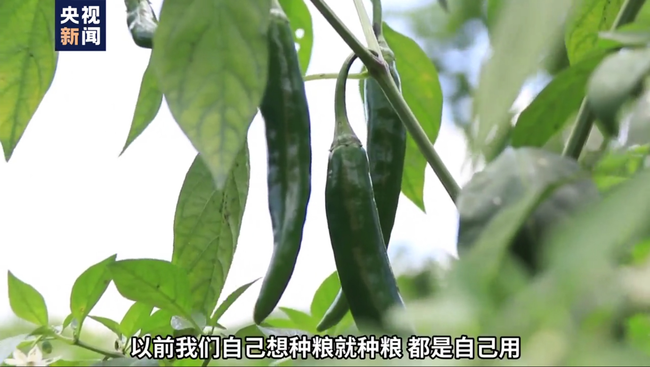 Prefectura Pingtang a intrat pe banda îmbogățirii rapide Prefectura Pingtang a intrat pe banda îmbogățirii rapide