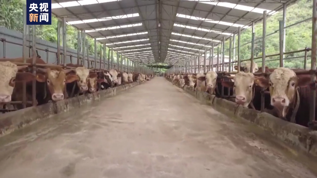 Prefectura Pingtang a intrat pe banda îmbogățirii rapide Prefectura Pingtang a intrat pe banda îmbogățirii rapide