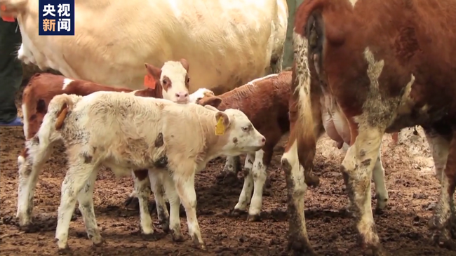 Prefectura Pingtang a intrat pe banda îmbogățirii rapide Prefectura Pingtang a intrat pe banda îmbogățirii rapide