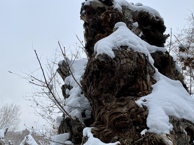 Parcul ecologic antic din Xinjiang