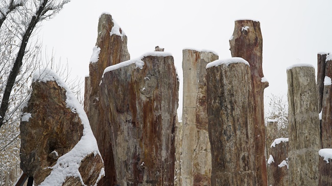 Parcul ecologic antic din Xinjiang(II) Parcul ecologic antic din Xinjiang(II)