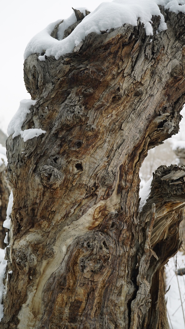 Parcul ecologic antic din Xinjiang(II)