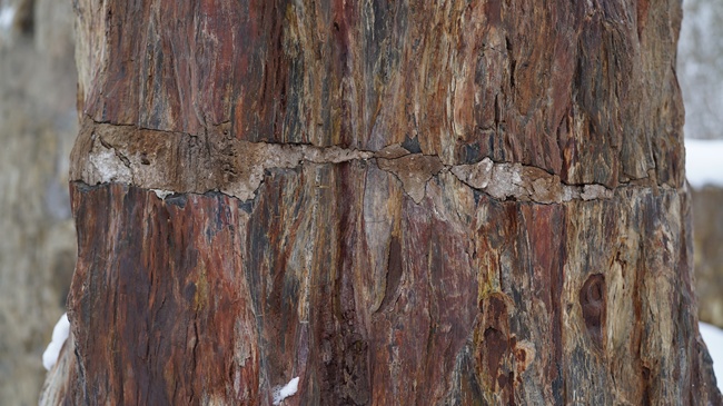 Parcul ecologic antic din Xinjiang(II) Parcul ecologic antic din Xinjiang(II)