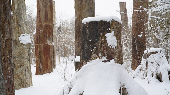 Parcul ecologic antic din Xinjiang(II)